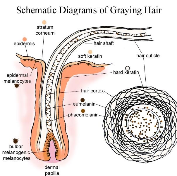 What is a cure for gray hair?