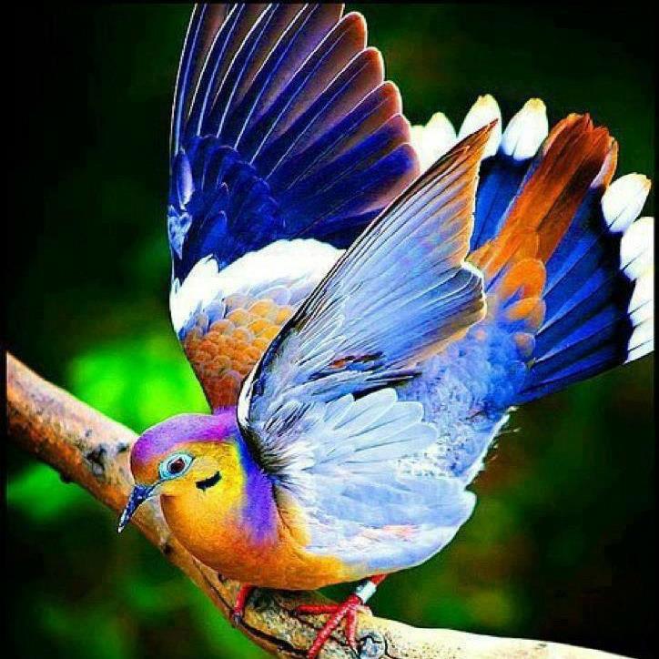 Amazing Animals - Tropical Birds